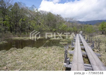 栃木県那須の沼ッ原湿原と木道 77960588