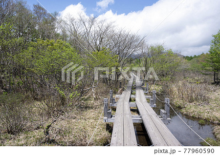 栃木県那須の沼ッ原湿原と木道 栃木県那須の沼ッ原湿原と木道 77960590