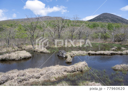 栃木県那須の沼ッ原湿原の風景 栃木県那須の沼ッ原湿原の風景 77960620