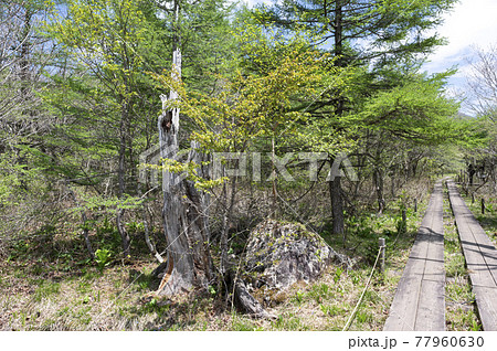 栃木県那須の沼ッ原湿原と木道 栃木県那須の沼ッ原湿原と木道 77960630