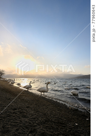 北海道_屈斜路湖_砂湯温泉に集まる白鳥たち 77960643