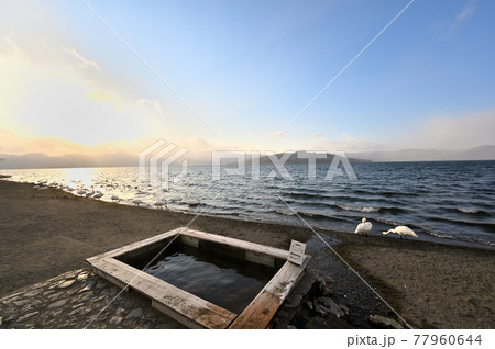 北海道_屈斜路湖_砂湯温泉に集まる白鳥たち 77960644