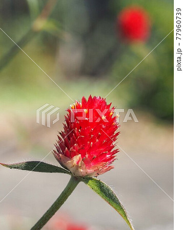 キバナセンニチコウの花のクローズアップの写真素材 キバナセンニチコウの花のクローズアップの写真素材