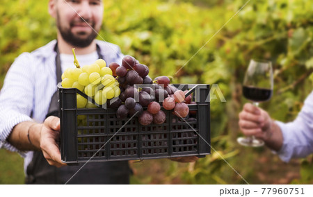 A man with a box of grapes and a glass of red wine in the hills of Italy. Vineyards of Emilia 77960751