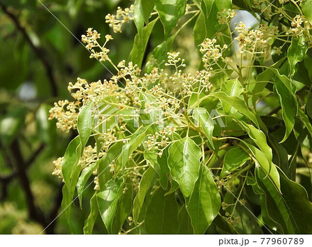 クスノキの花 77960789