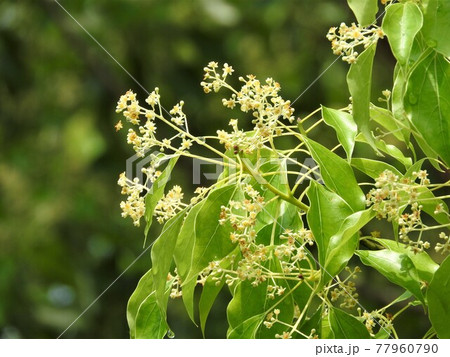 クスノキの花 クスノキの花 77960790