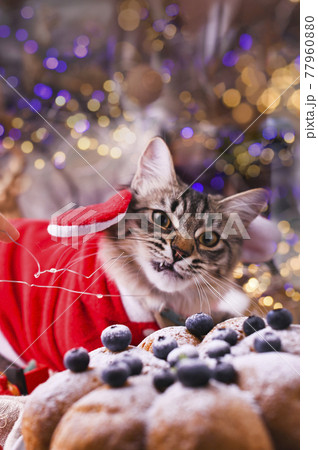 Beautiful cat in santa claus clothing. Background with bokeh, Beautiful cat in santa claus clothing. Background with bokeh, 77960880