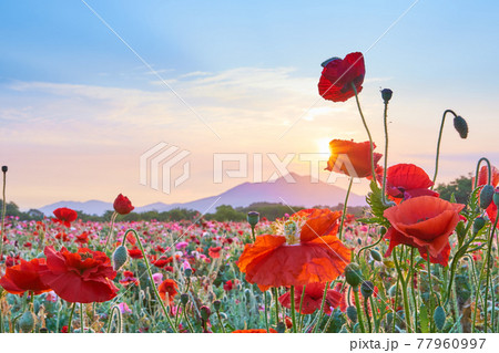 一面に広がる満開のポピーの花と筑波山の朝景 77960997