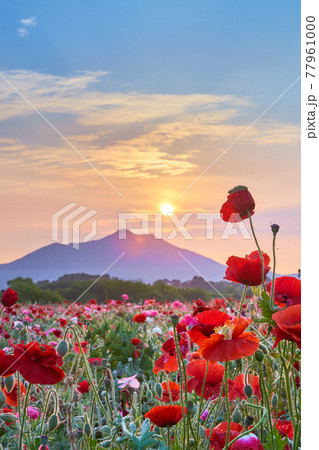 一面に広がる満開のポピーの花と筑波山の朝景 77961000