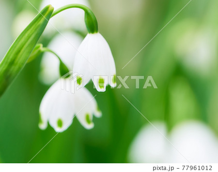 スズランやスノードロップに似ているスノーフレークの花のアップの写真素材