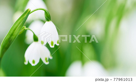 スズランやスノードロップに似ているスノーフレークの花のアップの写真素材