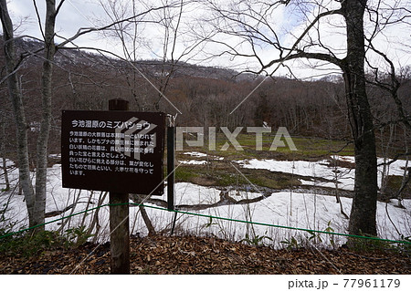 長野県　奥裾花自然園　水芭蕉咲く早春の今池湿原 77961179