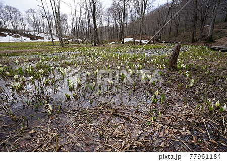 長野県 奥裾花自然園 水芭蕉咲く早春の今池湿原 長野県 奥裾花自然園 水芭蕉咲く早春の今池湿原 77961184