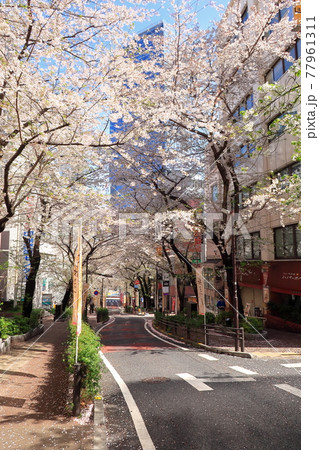 【渋谷区】渋谷桜丘町 さくら坂 【渋谷区】渋谷桜丘町 さくら坂 77961311