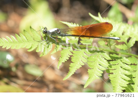 カワトンボ　鎌倉　夫婦池　 77961621
