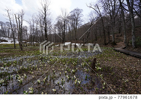 長野県　奥裾花自然園　水芭蕉咲く早春の今池湿原　2021年4月30日 77961678