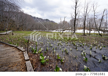 長野県 奥裾花自然園 水芭蕉咲く早春の今池湿原 2021年4月30日 長野県 奥裾花自然園 水芭蕉咲く早春の今池湿原 2021年4月30日 77961681