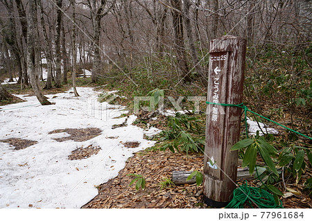 長野県 奥裾花自然園 水芭蕉咲く早春の今池湿原付近 こうみ平湿原への案内標識 2021年4月30日 長野県 奥裾花自然園 水芭蕉咲く早春の今池湿原付近 こうみ平湿原への案内標識 2021年4月30日 77961684