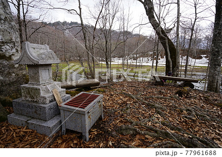 長野県　奥裾花自然園　水芭蕉咲く早春の今池湿原　弁天島付近　2021年4月30日 77961688