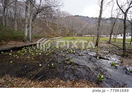 長野県　奥裾花自然園　水芭蕉咲く早春の今池湿原　弁天島付近の今池湿原　2021年4月30日 77961689