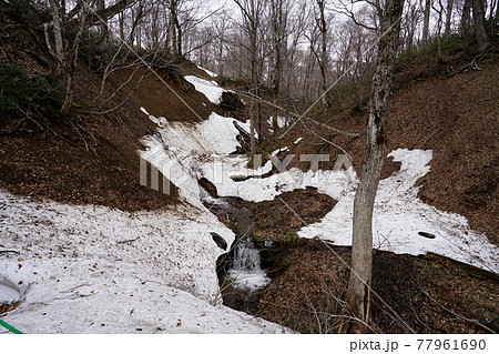 長野県 奥裾花自然園 水芭蕉咲く早春の今池湿原付近の渓流の残雪 2021年4月30日 長野県 奥裾花自然園 水芭蕉咲く早春の今池湿原付近の渓流の残雪 2021年4月30日 77961690
