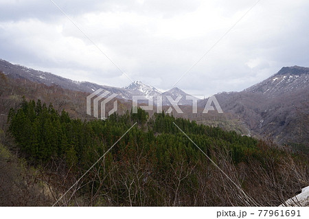 長野県 奥裾花自然園 水芭蕉咲く早春の今池湿原付近から見える雪山 2021年4月30日 長野県 奥裾花自然園 水芭蕉咲く早春の今池湿原付近から見える雪山 2021年4月30日 77961691