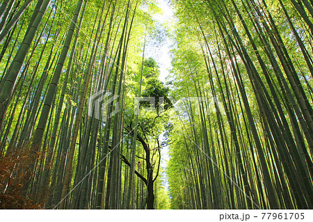 嵯峨野の竹林/京都府京都市右京区嵯峨小倉山田淵山町 77961705