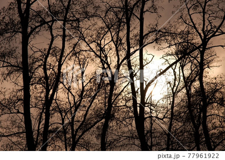 Dark woods 77961922
