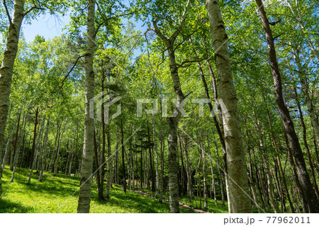 山梨県　笛吹市すずらん群生地の白樺林 77962011