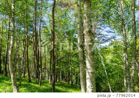山梨県 笛吹市すずらん群生地の白樺林 山梨県 笛吹市すずらん群生地の白樺林 77962014