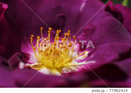 5月　多摩258バラ(薔薇)･バラ科(ラプソディ･イン･ブルー)･多摩グリーンライブセンター 77962424