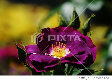 5月　多摩254バラ(薔薇)･バラ科(ラプソディ･イン･ブルー)･多摩グリーンライブセンター 77962428