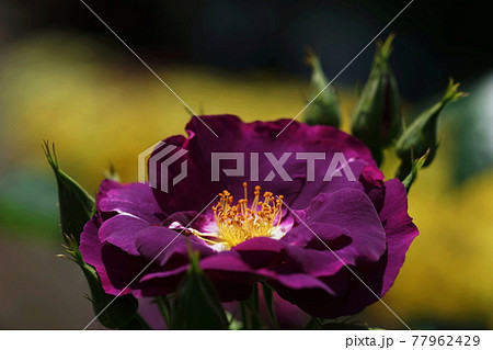 5月　多摩255バラ(薔薇)･バラ科(ラプソディ･イン･ブルー)･多摩グリーンライブセンター 77962429