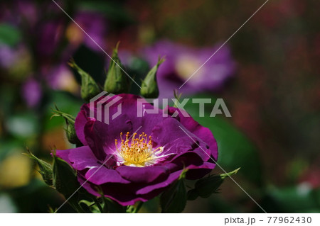 5月 多摩251バラ(薔薇)・バラ科(ラプソディ・イン・ブルー)・多摩グリーンライブセンター 5月 多摩251バラ(薔薇)・バラ科(ラプソディ・イン・ブルー)・多摩グリーンライブセンター 77962430