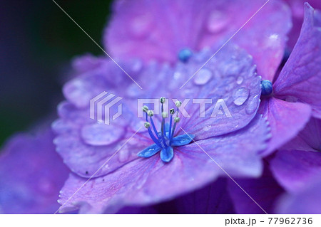 雨に濡れて咲く 77962736