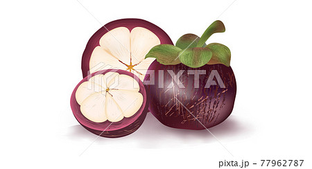 Vector set of realistic mangosteen fruit 77962787