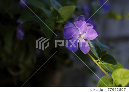 ツルキキョウの花 77962807