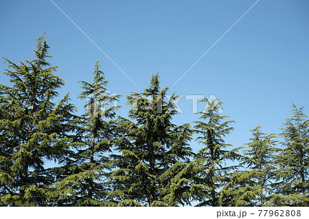 青空とヒマラヤスギ 青空とヒマラヤスギ 77962808