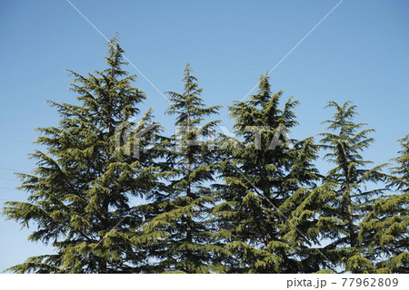 青空とヒマラヤスギ 77962809