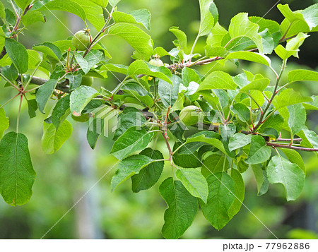 バラ科の落葉高木リンゴの木に付いた小さな実 77962886