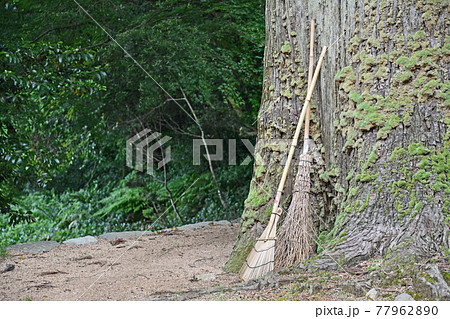 スギの木に立てかけた神社の境内を清掃する竹ぼうきと熊手 77962890