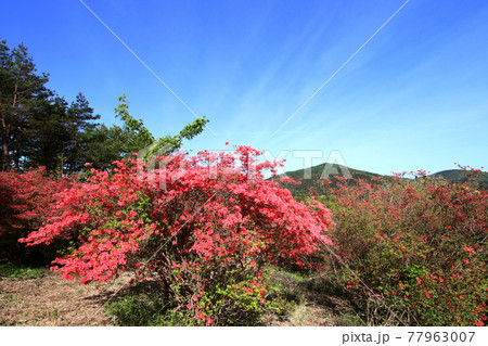 気仙沼市徳仙丈山のツツジと青空 77963007