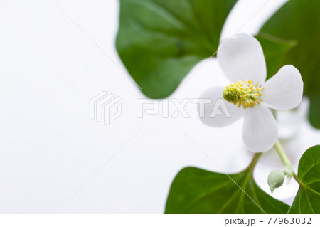 ドクダミ　白背景素材 77963032