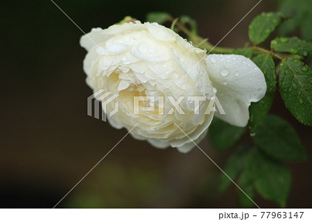 クレア　オースチン 77963147