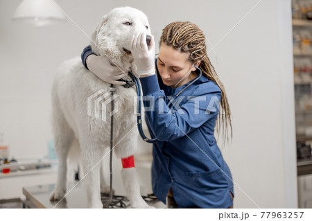 Veterinarian checking up sick Maltese dog with stethoscope in vet clinic 77963257