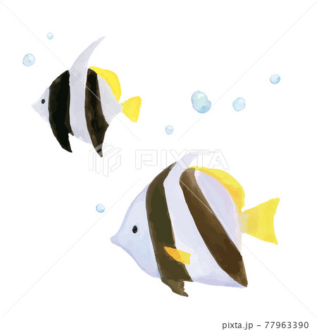 熱帯魚の水彩イラスト 熱帯魚の水彩イラスト 77963390