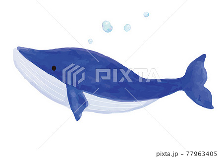 クジラの水彩イラストのイラスト素材