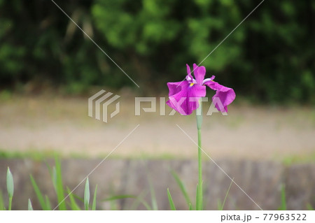 一輪の花菖蒲 一輪の花菖蒲 77963522