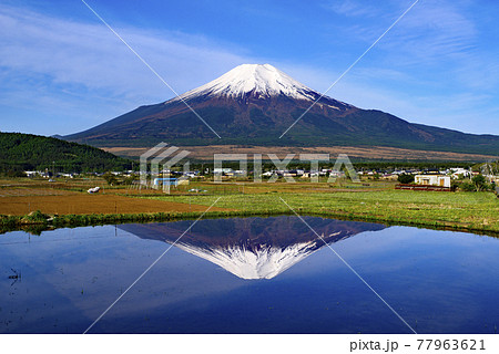 水田に映る富士山 水田に映る富士山 77963621