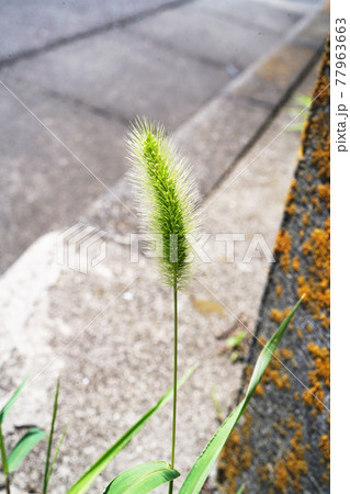 エノコログサ 77963663